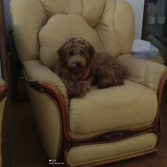 Śliczna suczka Red goldendoodle