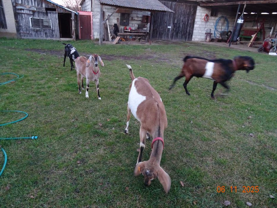 kozy anglonubijskie , kozioł anglonubijski, likwidacja stada