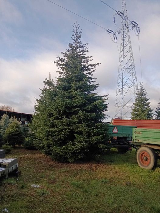 JODŁA KAUKASKA duże choinki bożonarodzeniowe 3-10 metrów