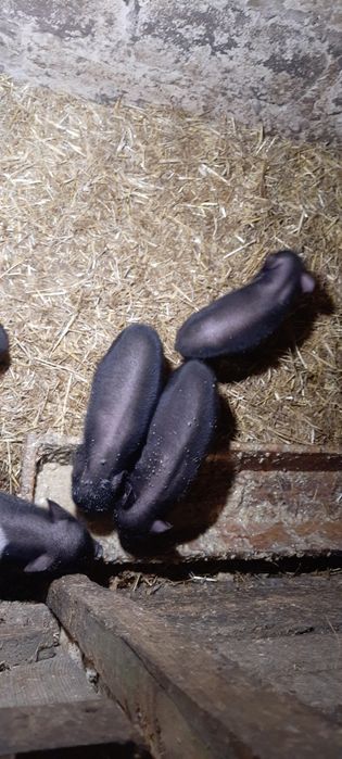 Продам в'етнамських поросят