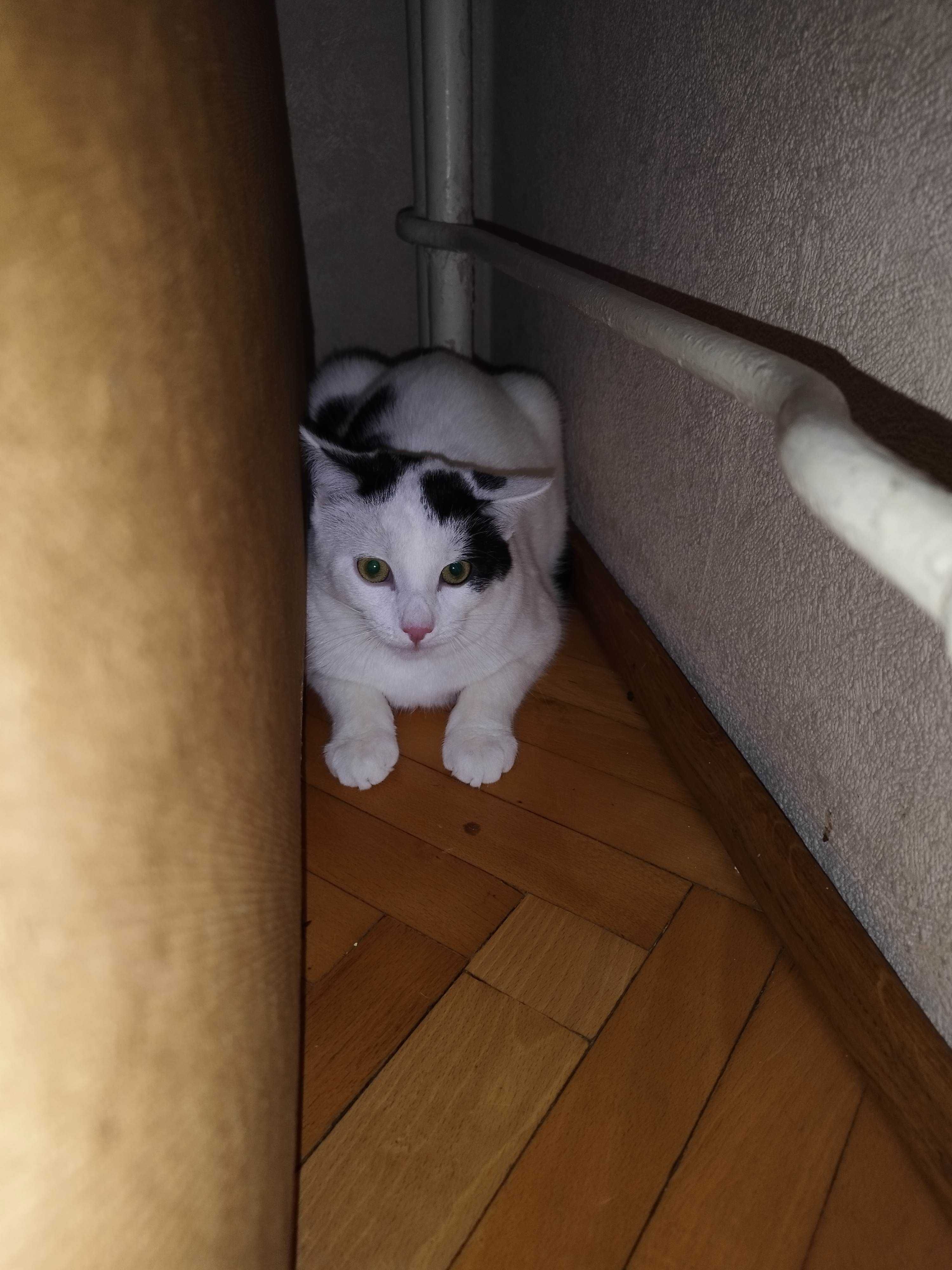 Dwaj bracia szukają domu