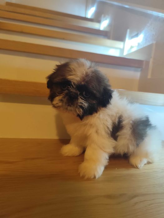 Piękny piesek shih-tzu
