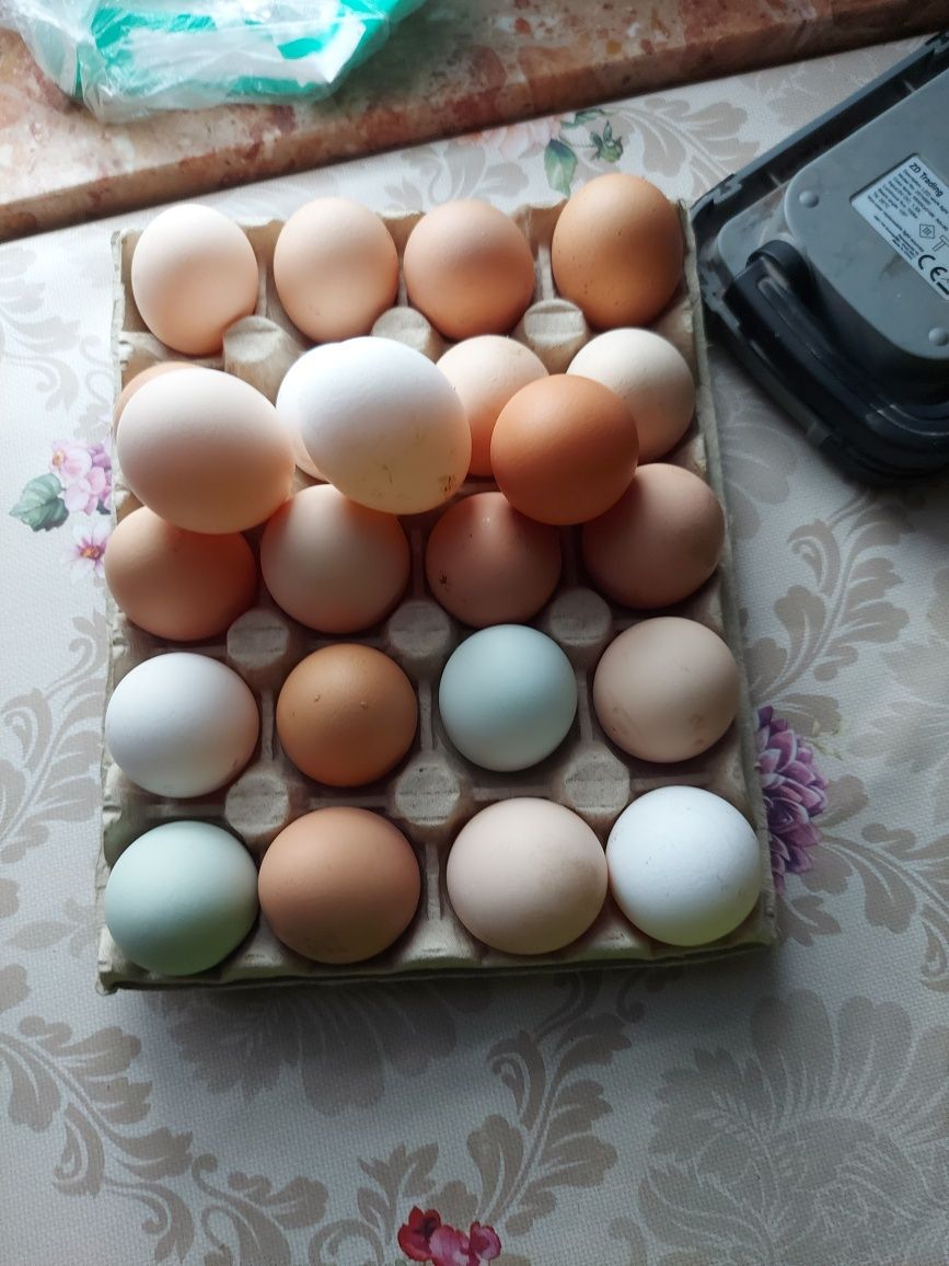 Swojskie jaja podworkowe