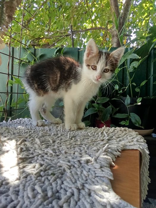 Шотландочка девочка