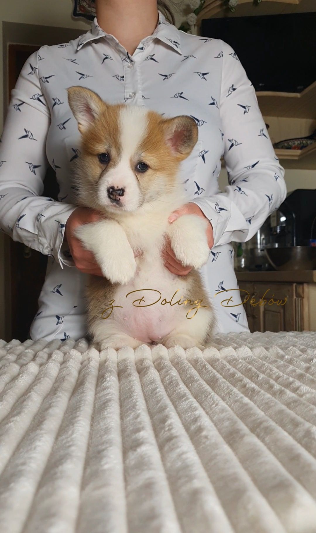 Welsh Corgi Pembroke (FCI)