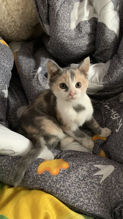 Кішечка в люблячі руки