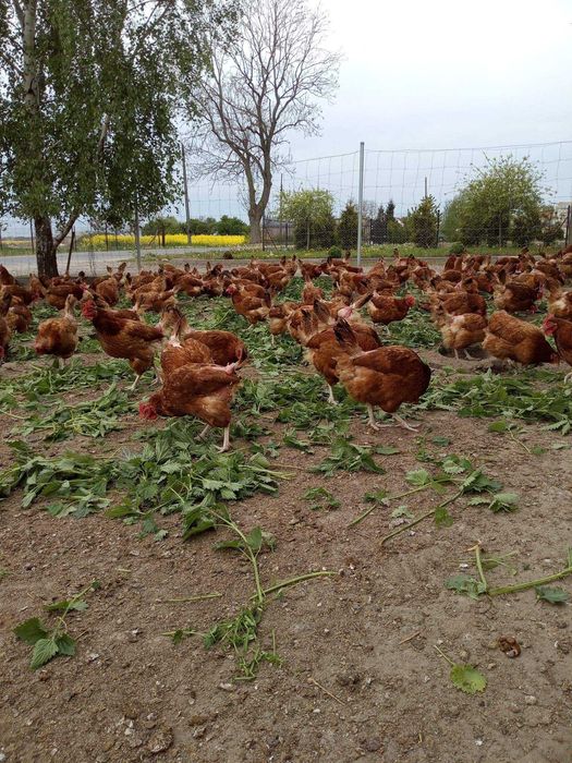Wiejskie jajka,od kur z wolnego wybiegu,na pokrzywach i lucernie...