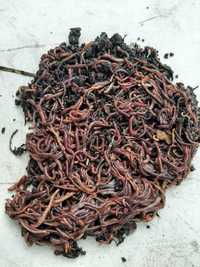 Dżdżownica kalifornijska, czerwony robak w miksie 500 sztuk
