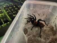 Ptasznik Davus Pentaloris Adult Samiec