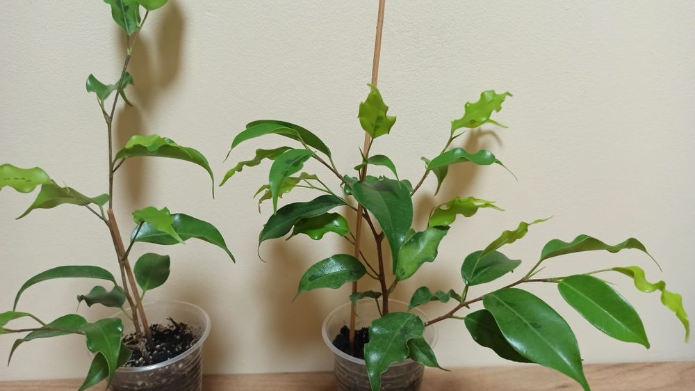 Черенки фикуса" Голден Моник " хорошо укорененные.