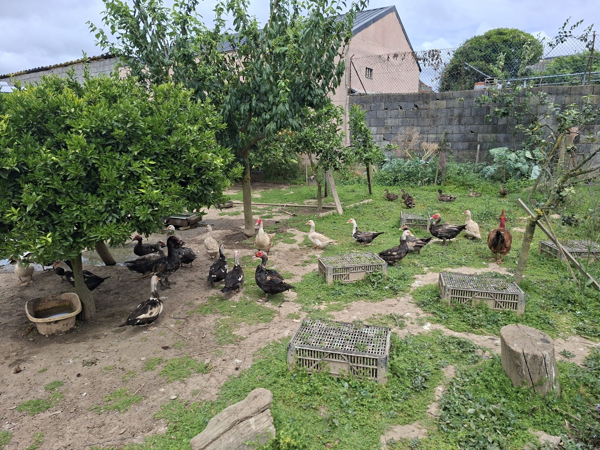 Patos mudos para venda
