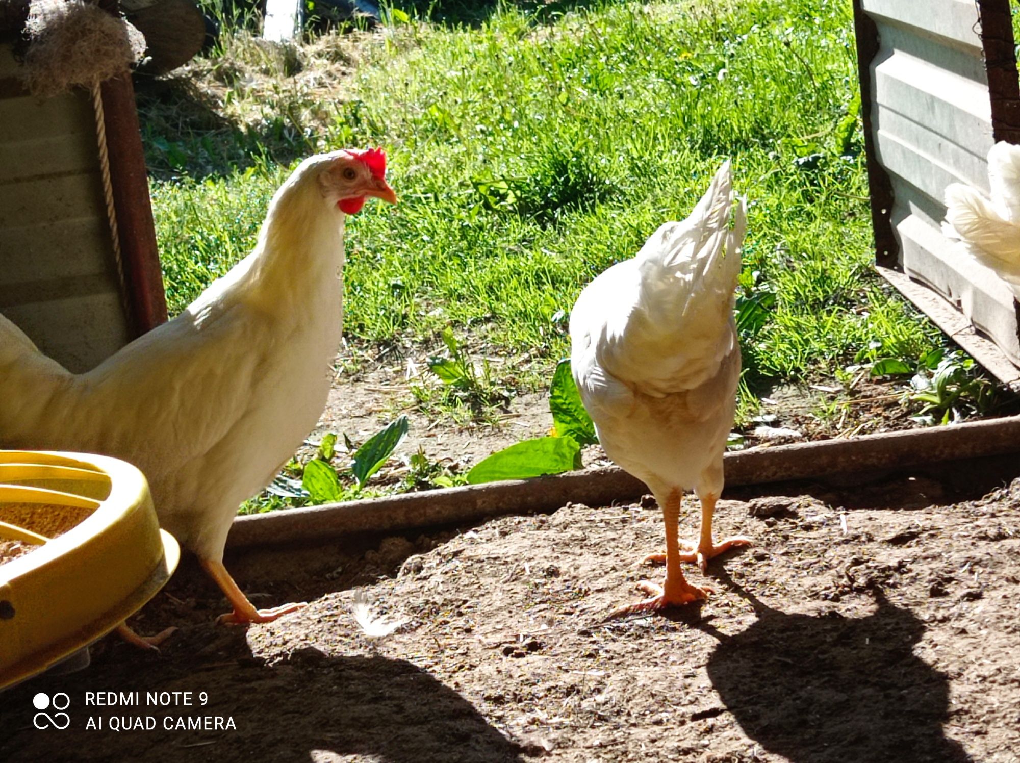 Leghorn Rossa Sonia zielononóżki kurki nioski kokoszki na jajko