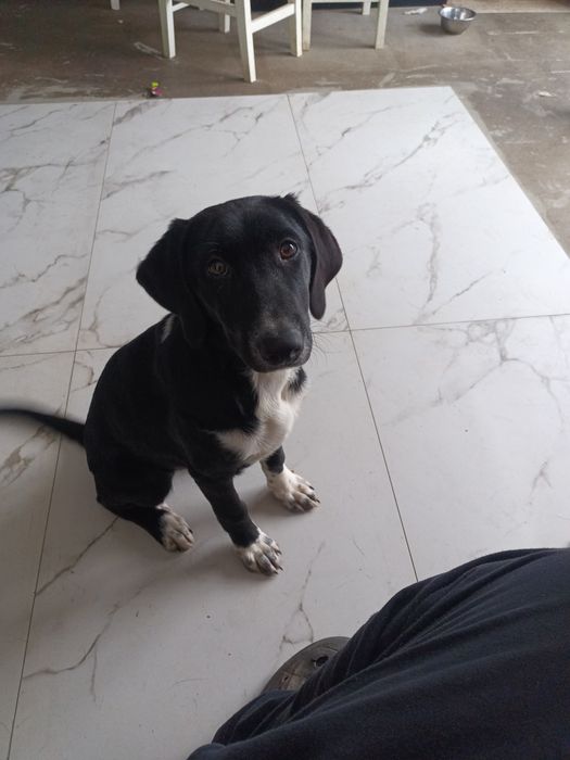 Czarny szczeniak, samiec szuka domu.