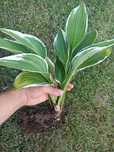 Funkia; Hosta sadzonka, pięknie ukorzeniona