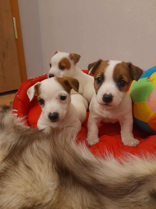 Szczeniak Jack Russell Terrier