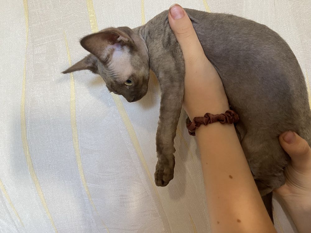 Котята девон рекс