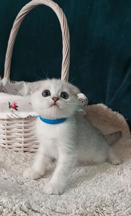 Котенок : Особистий сріблястий масажист .