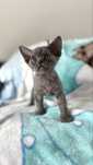 Devon rex kocurek