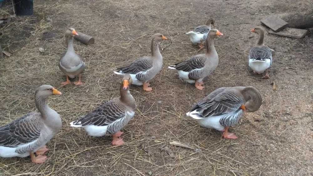 продам гусяче  інкубаційне  яйце