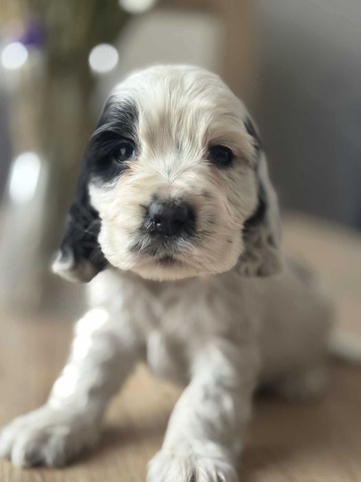Sunia czarno biała cocker spaniel angielski
