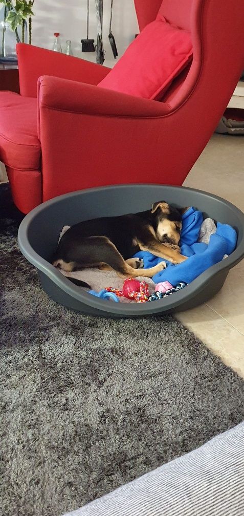 Cama para animais