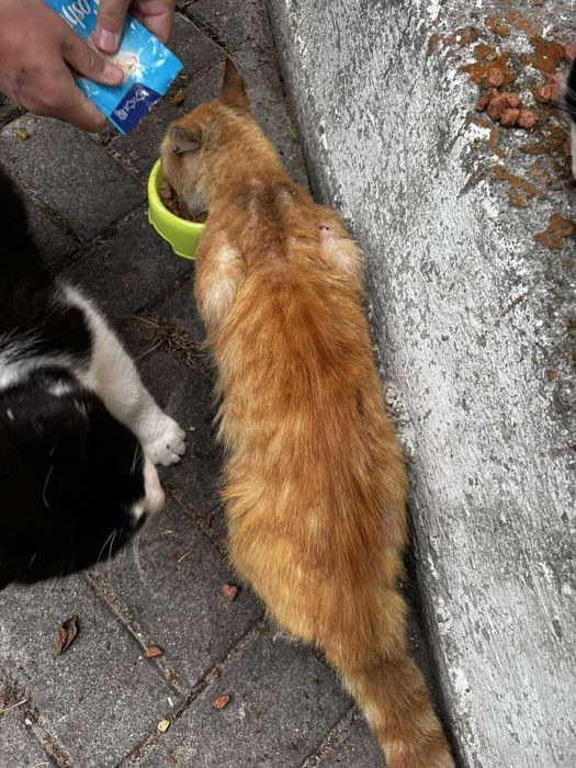 Szukamy domu dla JUMIEGO - rudego kotka