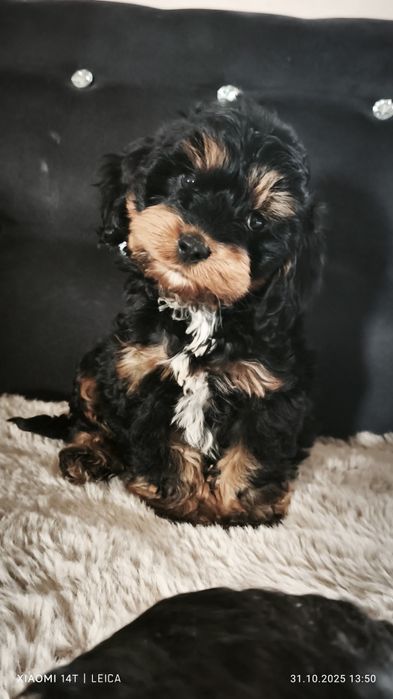 Cocapoo, cockapoo F1 cavapoo Guffi