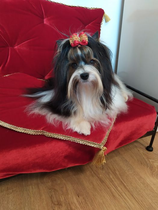 Cudownej urody suczka z metryką ZkwP/FCI Biewer Yorkshire terrier.