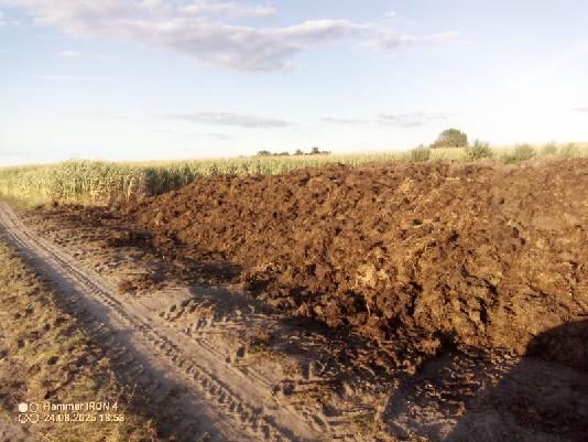 Obornik bydlęcy duża ilość