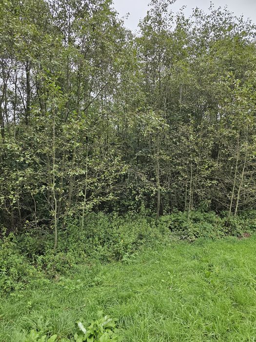 Oddam drewno w zamian za wycięcie