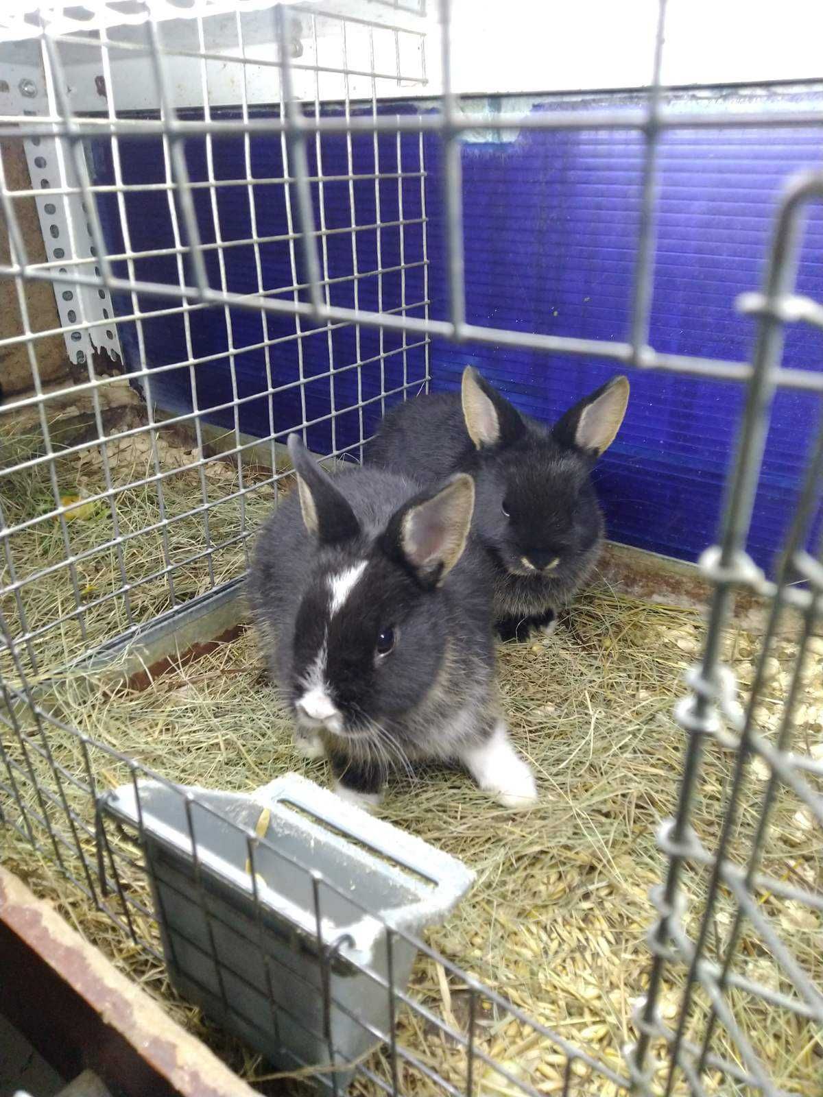 Продам декоративних кроликів