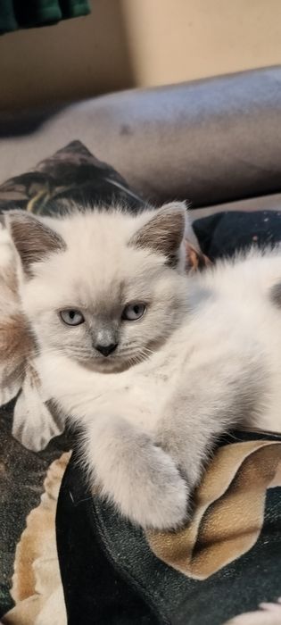 Kocurek brytyjski kolor point Lolek kocięta koty