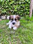 jack russel terier szczeniak, szczepione czipowane rodzice z rodowodem