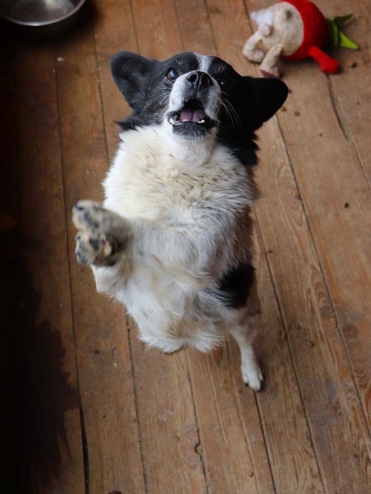 PILNE!Przekochany, towarzyski, grzeczny piesek szuka dobrego domu