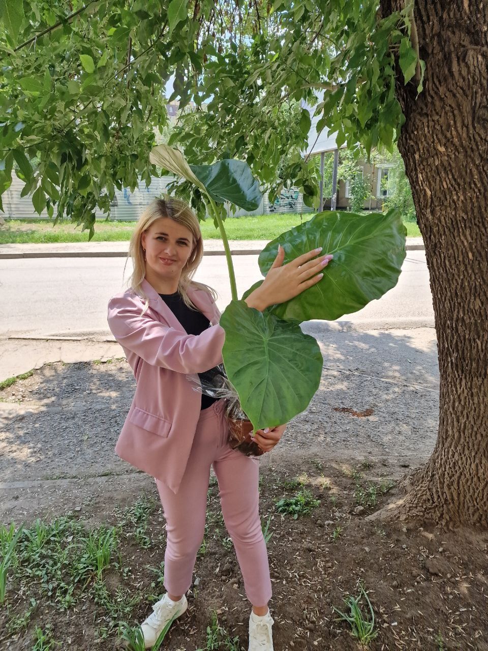 Алоказия Macrorrhiza. Алоказія Макроріза