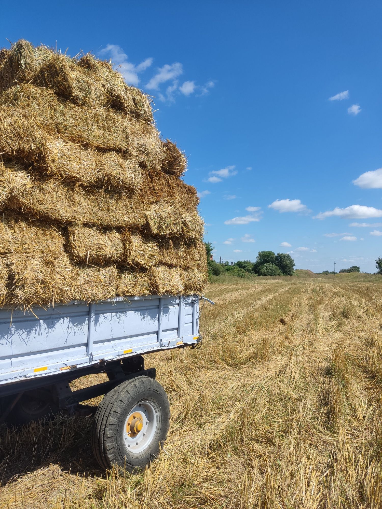 Продам солому пшеничную