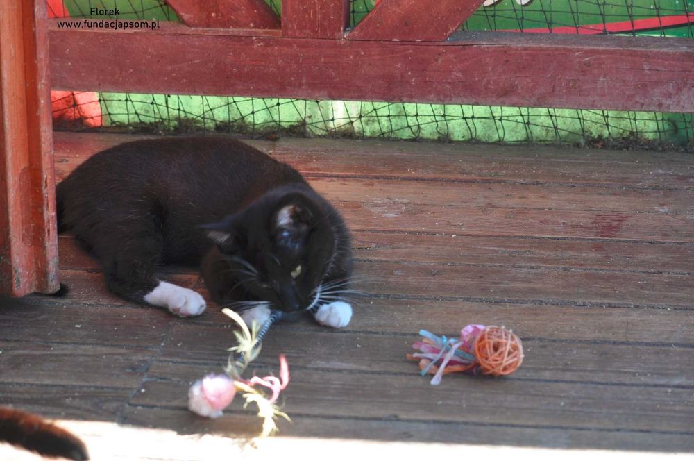 Florek - cudowny kociak szuka domku