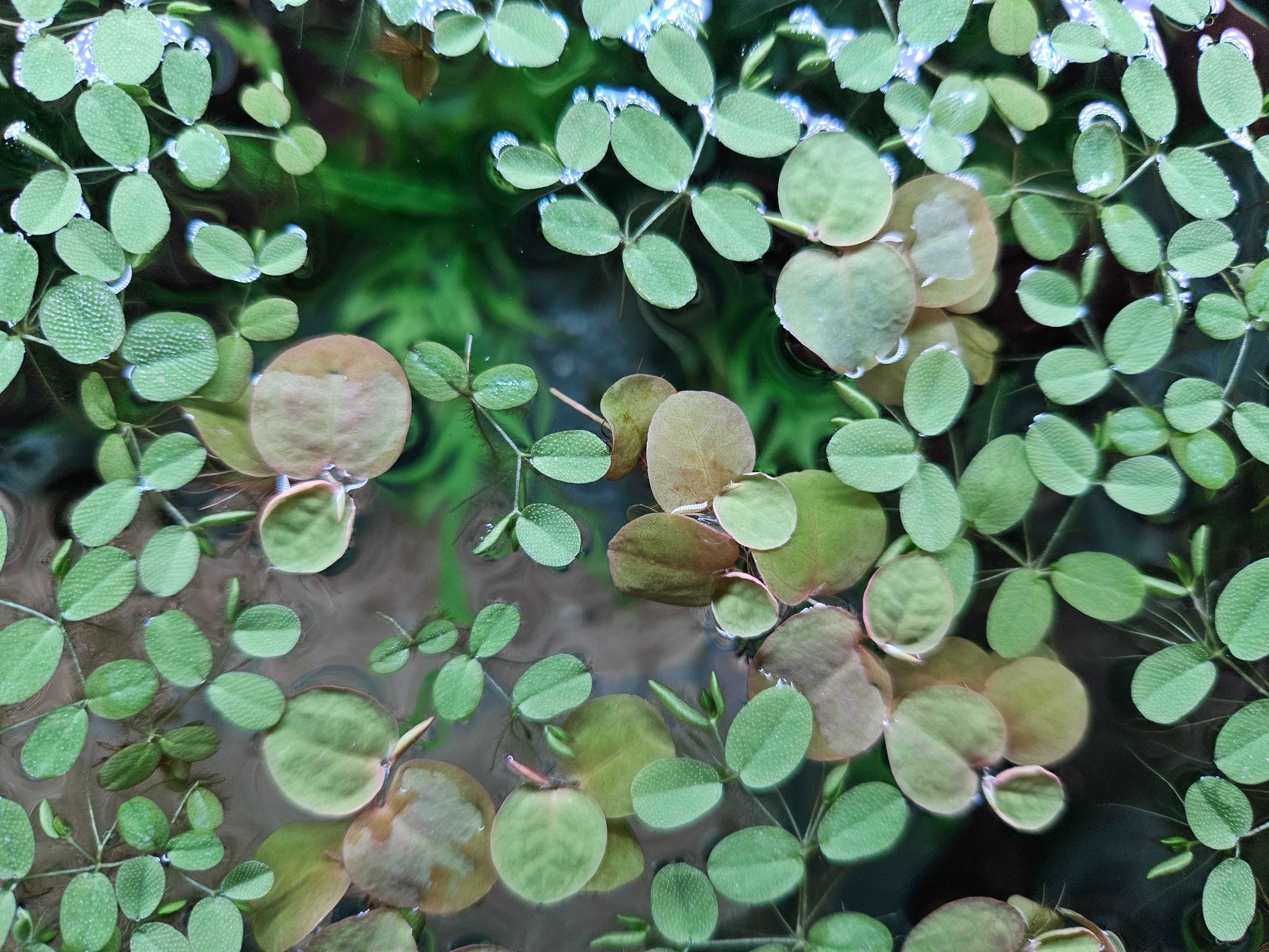 Salvinia Auriculata uszkowata/brazylijska pływająca roślina akwariowa