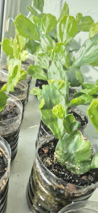 Кактус опунция, опунція