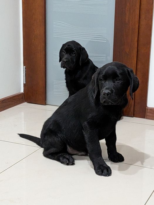 Szczeniak Labrador Retriever