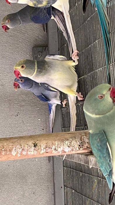 Ring necks 2025 Violeta turquesa cc