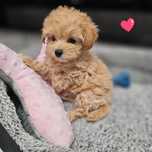 Najpiękniejszy Chłopczyk  Maltipoo F1