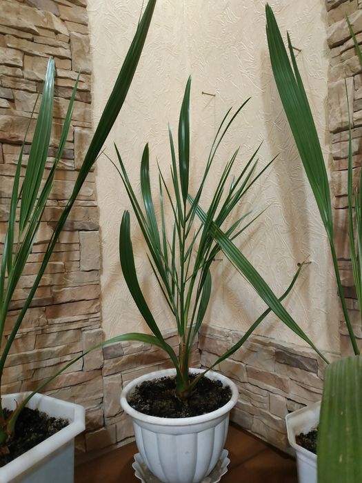 Финиковая пальма 4 года