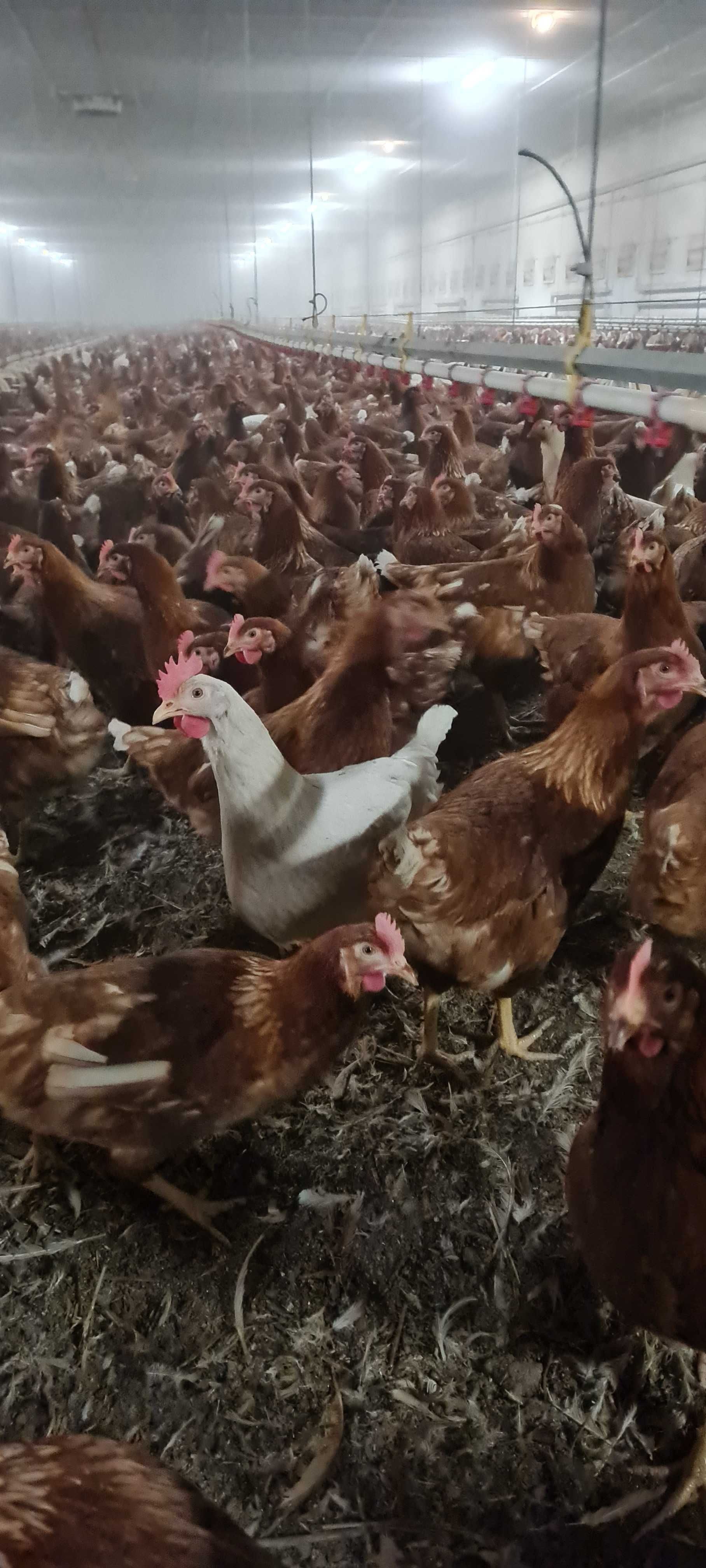 KURY MŁODE NIOSKI kurki z jajkami,ROSA Sonia Leghorn Messa