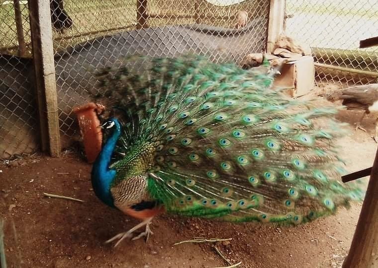 15 Penas de Pavão