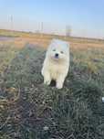 Cudowna Suczka Samoyed Chip,Rodowód,Książeczka,Wyprawka!!