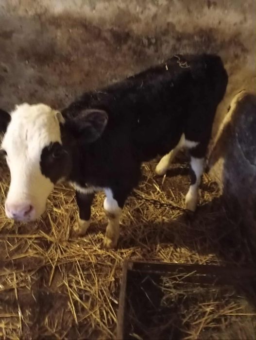 Продам телятко, бичок