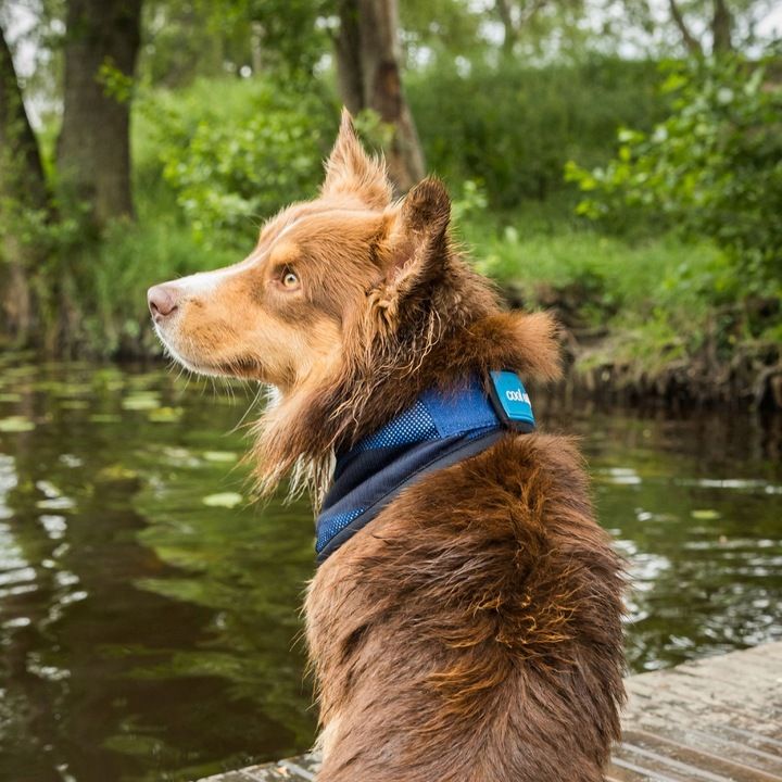 Back On Track Chustka Chłodząca Dla Psa Cooling Bandana Xl