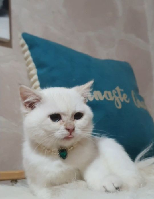 Золота шиншила пойнт ny1233