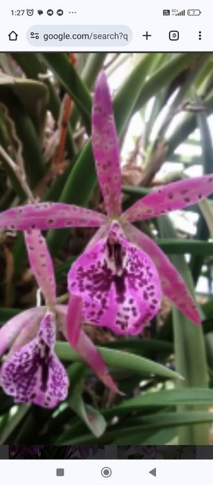 Хоста (огромные голубые  листья)